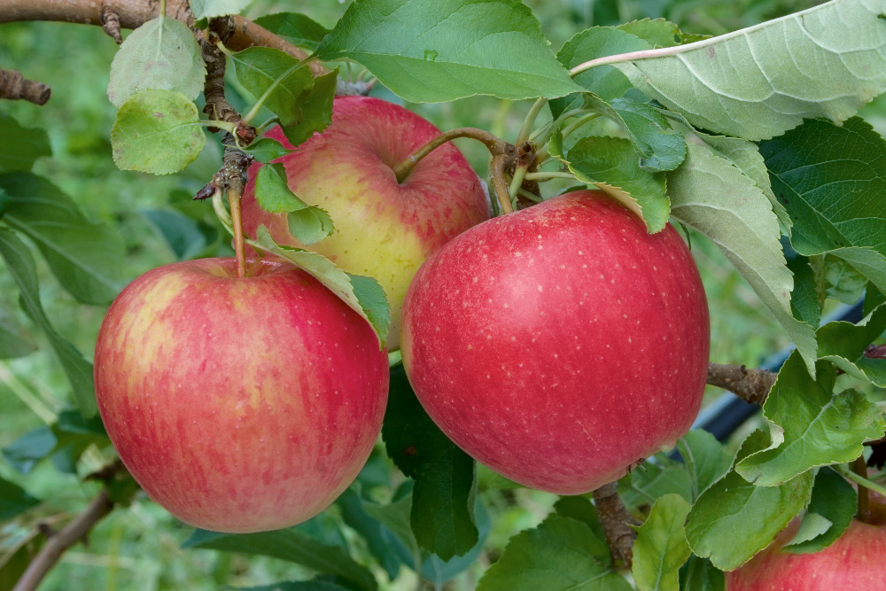 Pinova