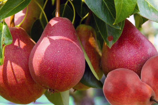 Williamsova červená