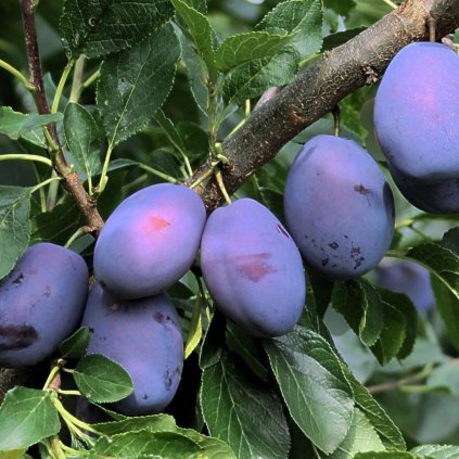 Čačanská lepotica