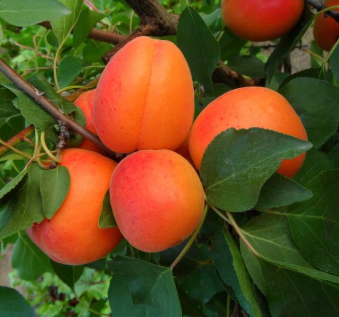 Maďarská