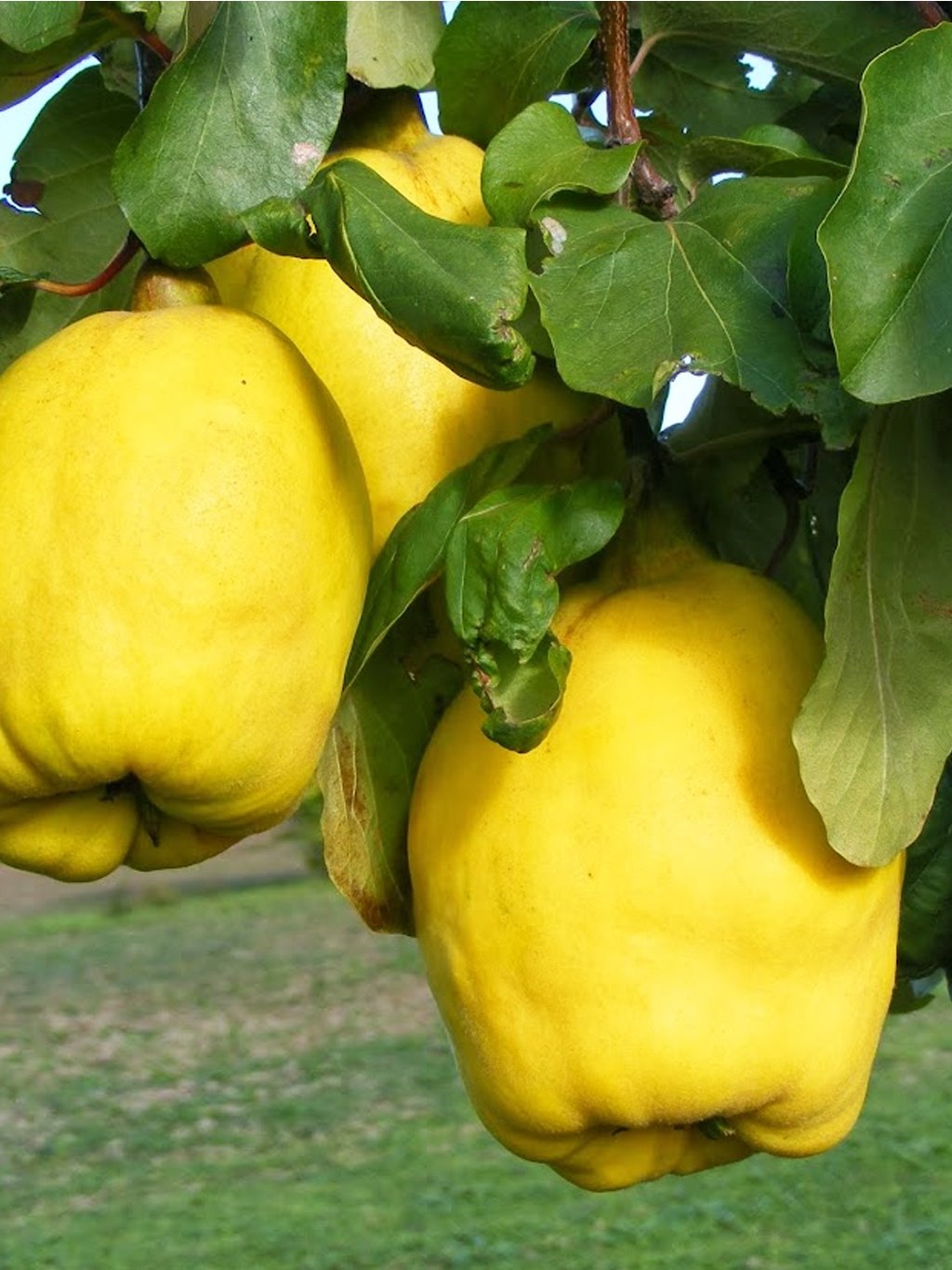 Bereczcki
