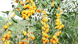 Golden goji